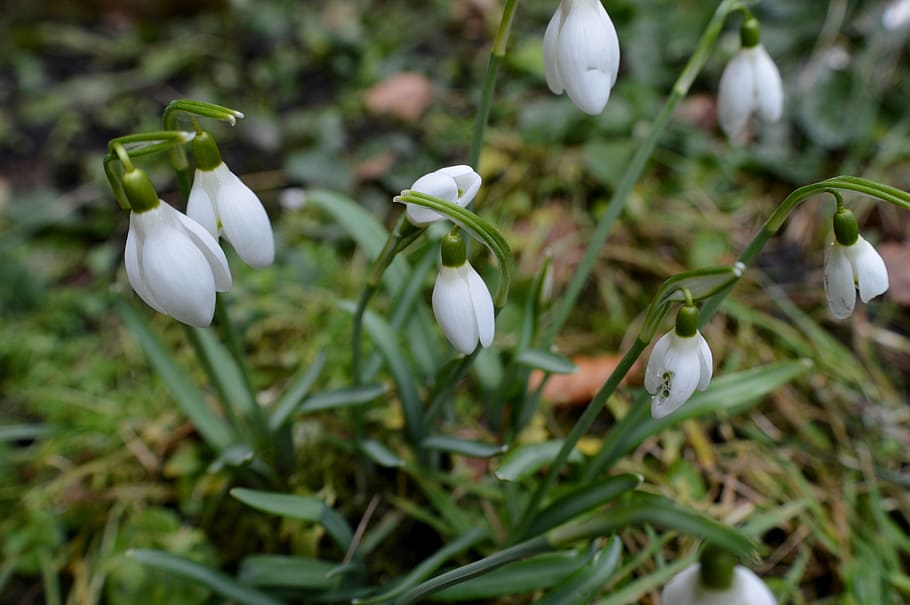 snowdrop, plant, nature, spring, flower, close, macro, close-up HD wallpaper