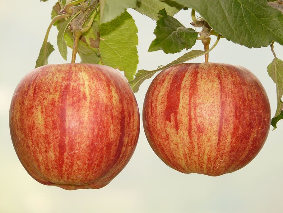 apple, fruit, eat, nature, healthy, red, plantation, food, healthy eating HD wallpaper