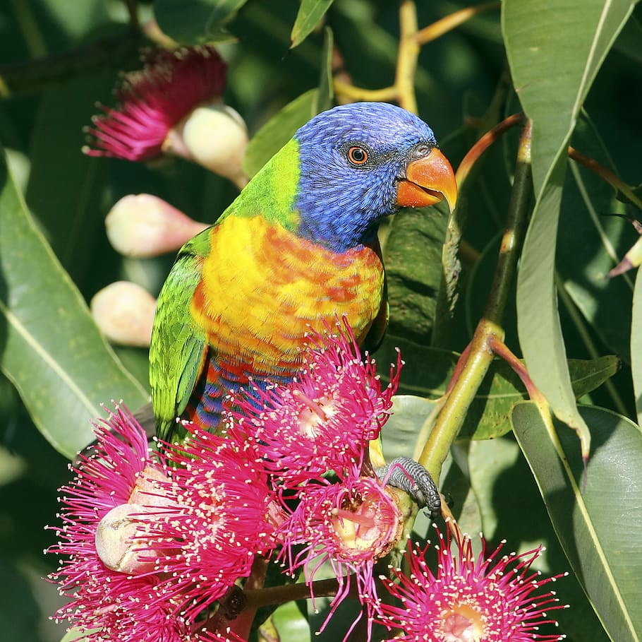 30k+ Jungle Bird Pictures | Download Free Images on Unsplash