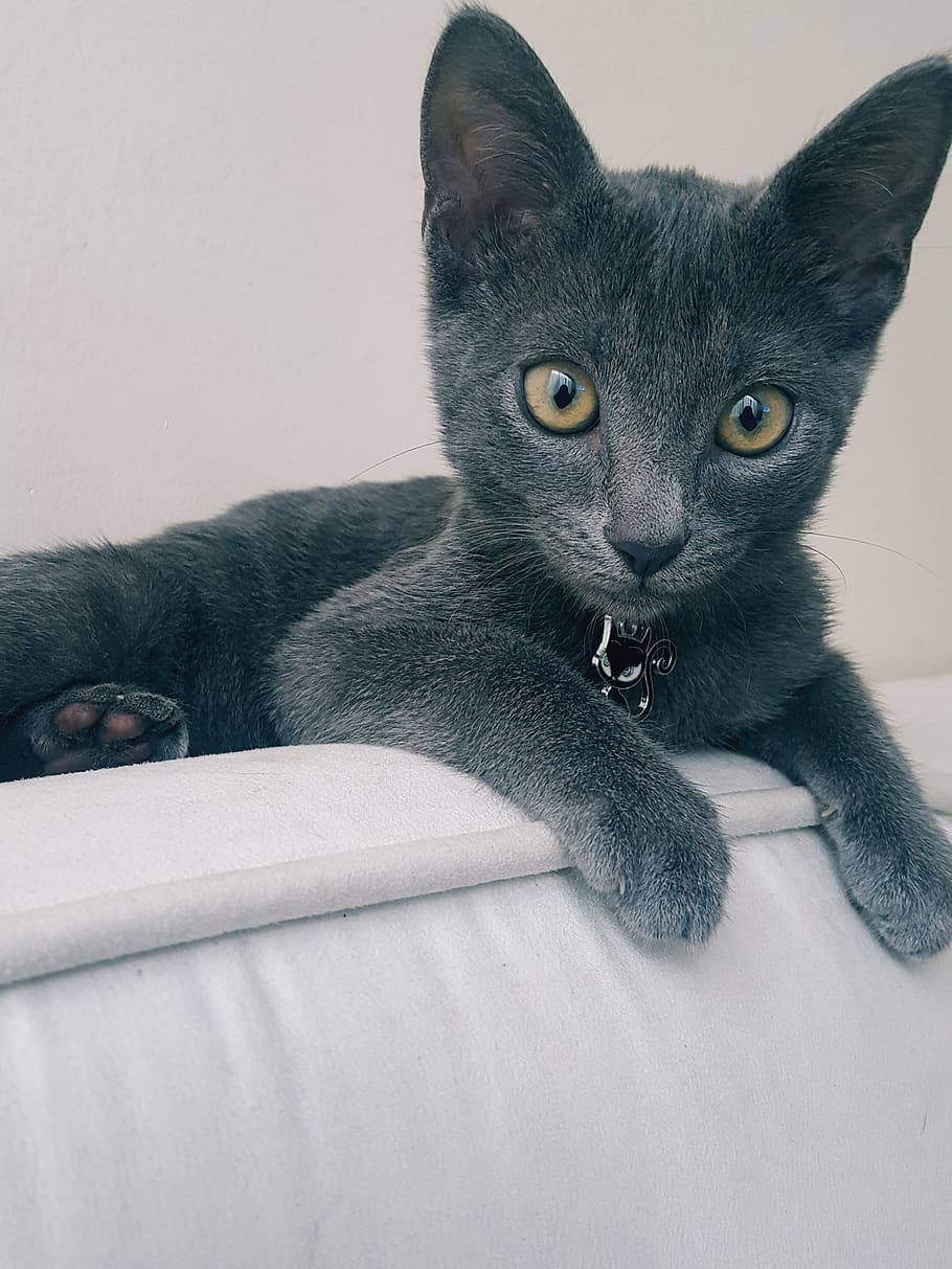 cat, animal, grey, mammal, pets, domestic animals, animal themes HD wallpaper