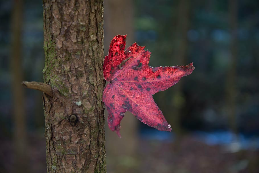 fall, leaf, maple, focus on foreground, tree, autumn, plant HD wallpaper