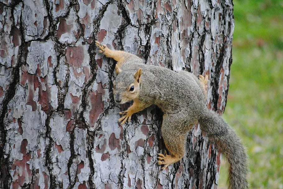 Squirrel, Crawl, Wild, Animal, Wildlife, cute, nature, mammal HD wallpaper