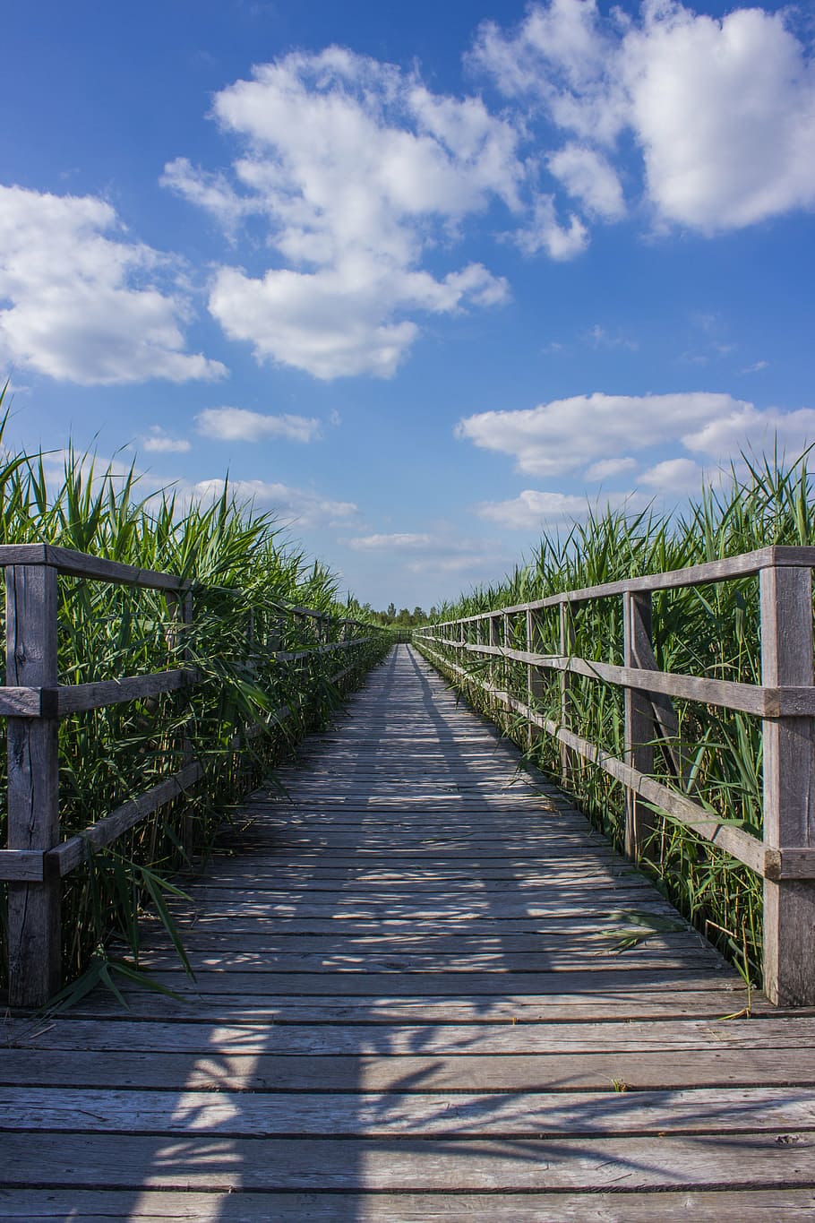 web, boardwalk, reed, target, focus, away, nature, moor, spring lake HD wallpaper