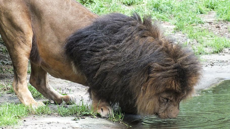 lion, cat, drink, predator, mammal, animal themes, one animal HD wallpaper