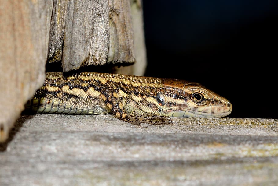 reptiles, lizard, podarcis, muralis, animal themes, animal wildlife HD wallpaper