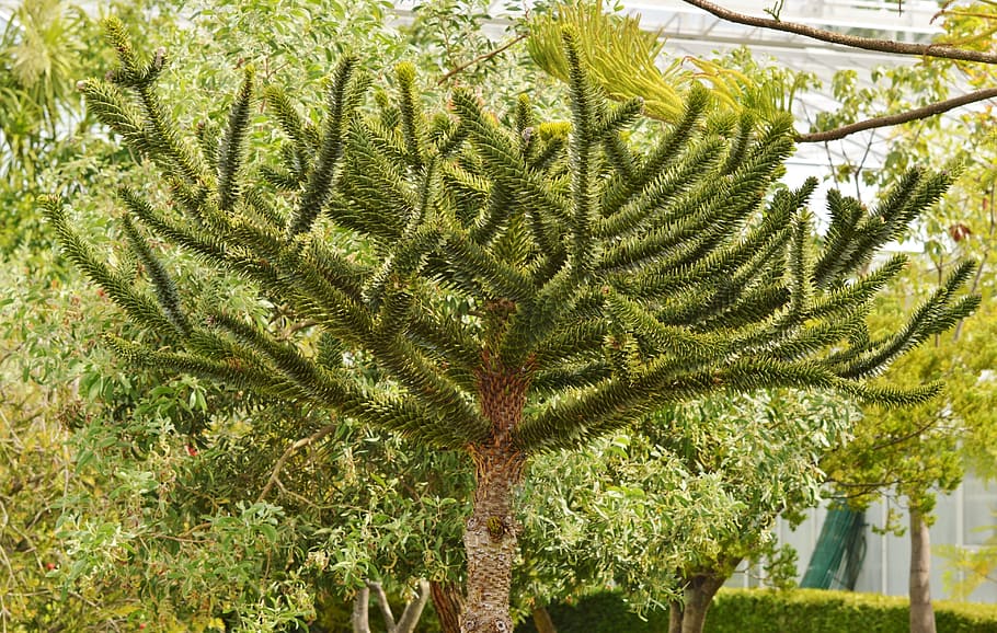 Palm, Araucaria, Plant, green, pointed, nature, prickly, spur, HD wallpaper
