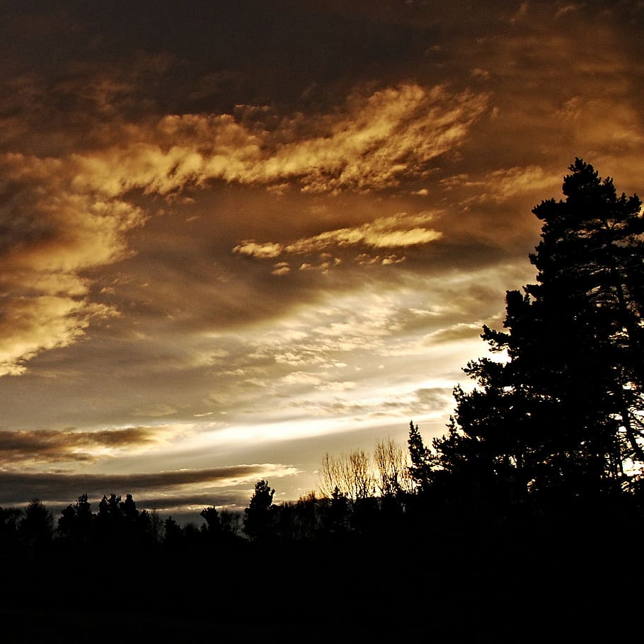 silhouette photo of trees, sunset, silhouettes, horizon, sky HD wallpaper