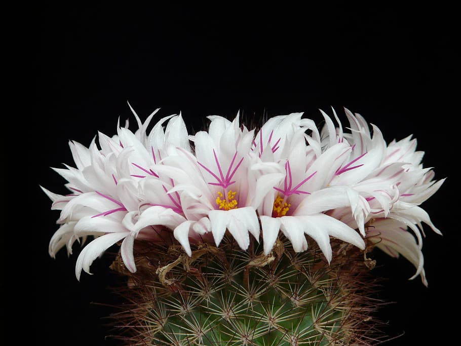 close-up photo of of white-and-pink petaled flowers, Cactus HD wallpaper