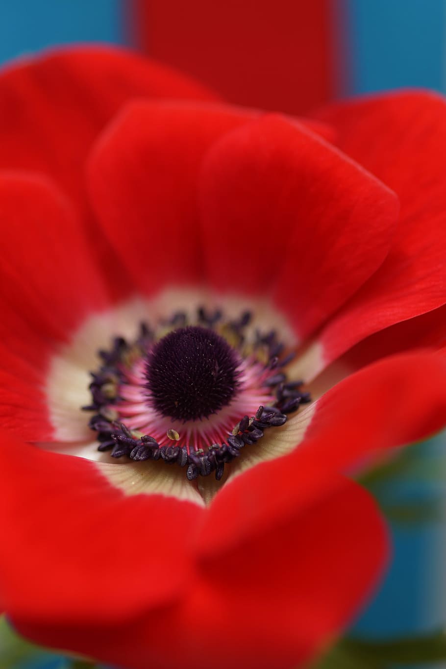 poppy, blossom, bloom, red, plant, flower, flowering plant HD wallpaper