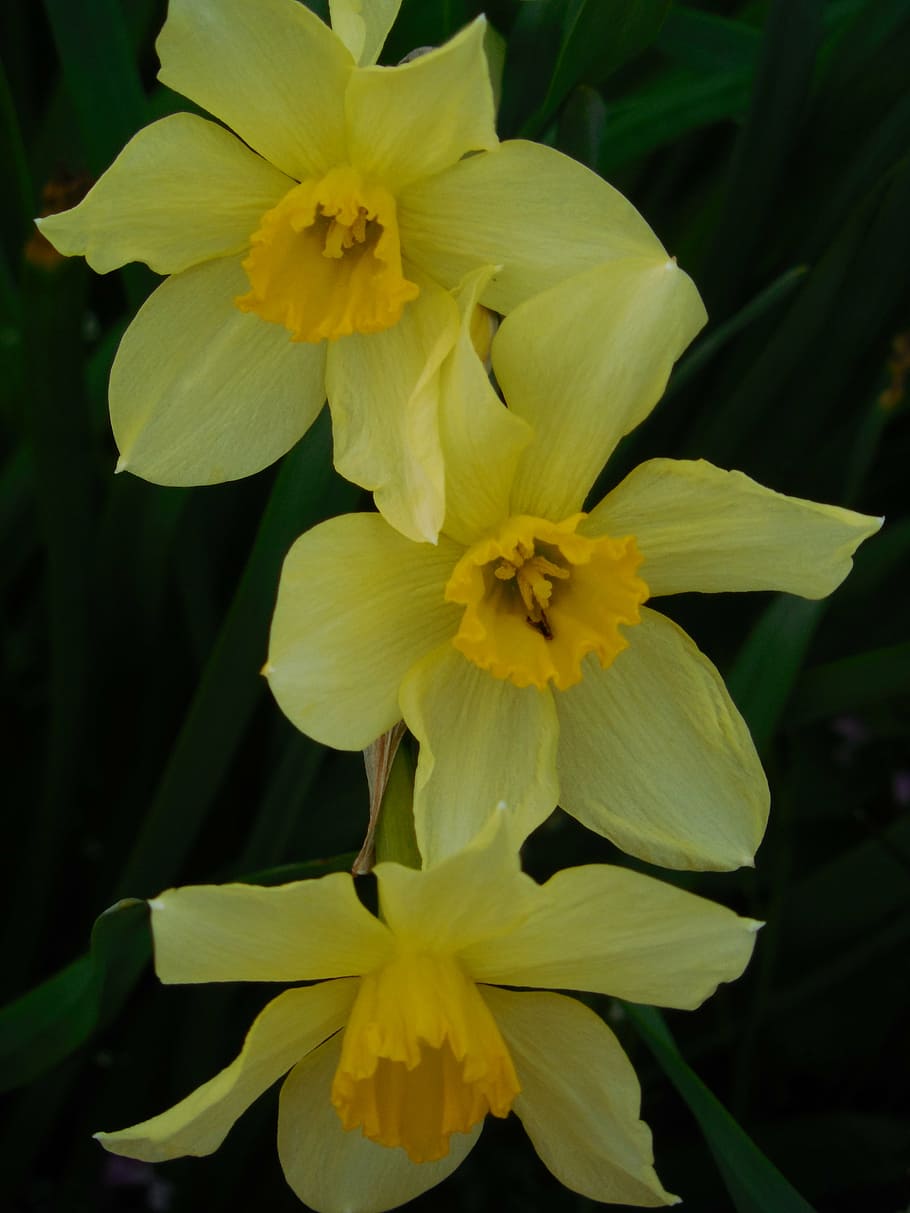 spring, daffodil, flower, narcissus, green, yellow, white, nature HD wallpaper