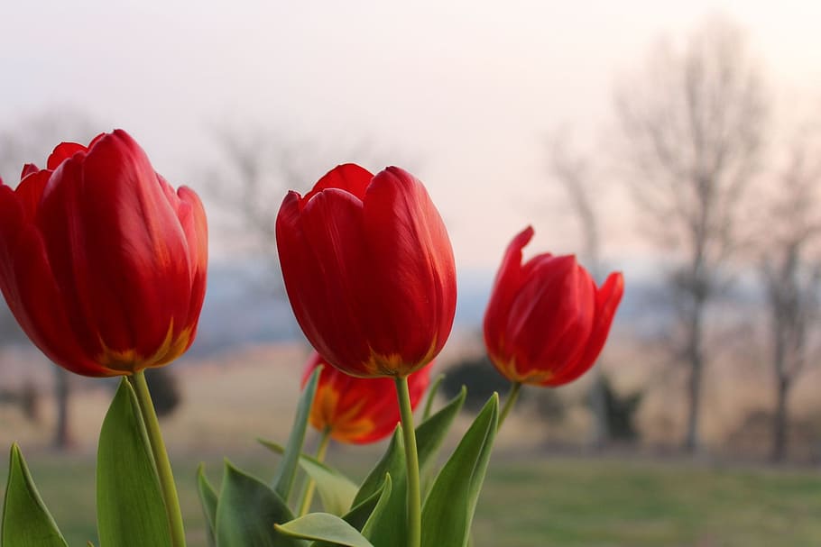 red tulips, pink, background, trees, wonderful, flowers, clingman photography HD wallpaper