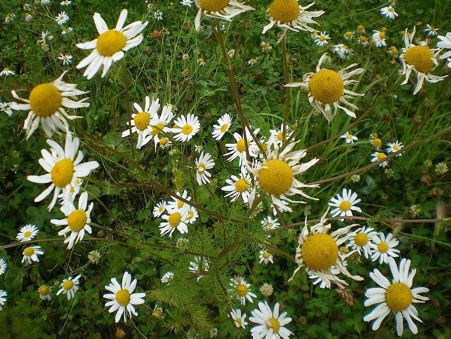 daisy, flowers, daisies, white, petals, yellow, centre, green HD wallpaper