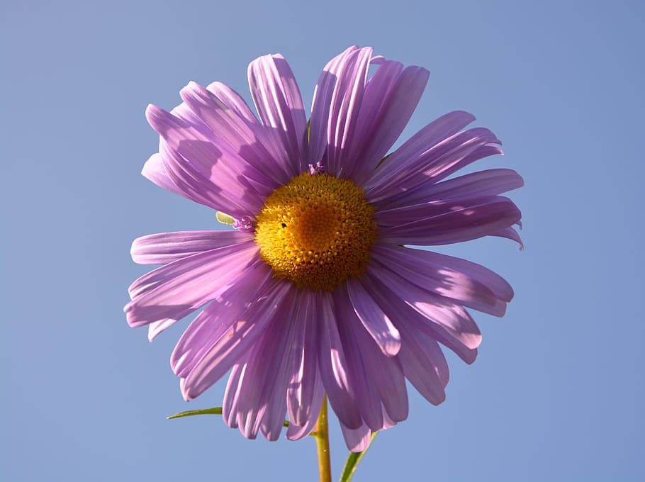 flower, petals, violet, parma, yellow, nature, plant, brittany HD wallpaper