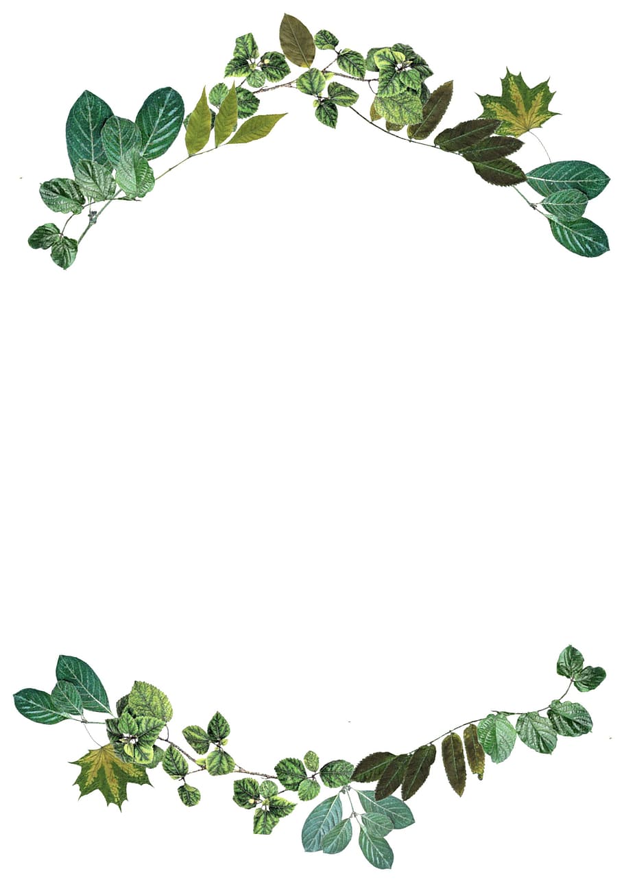 leaves, border, nature, frame, design, foliage, color, green, HD wallpaper