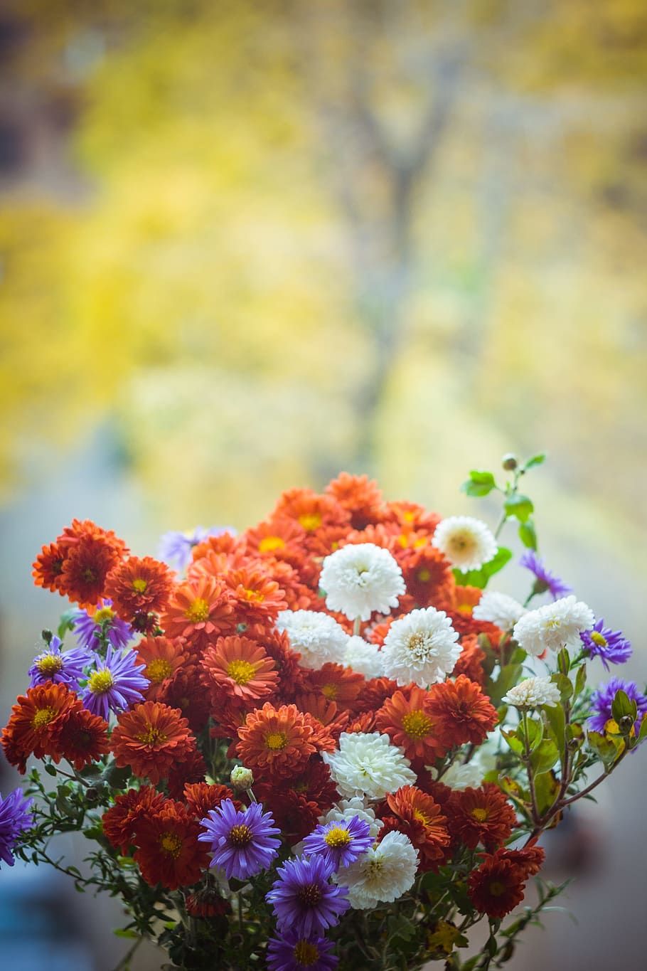 flowers, petals, blur, leaves, beautiful, bloom, blooming, bouquet HD wallpaper