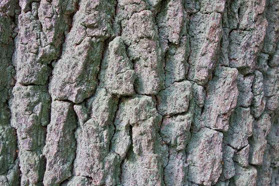 bark, poplar, tree, log, tribe, full frame, backgrounds, textured HD wallpaper