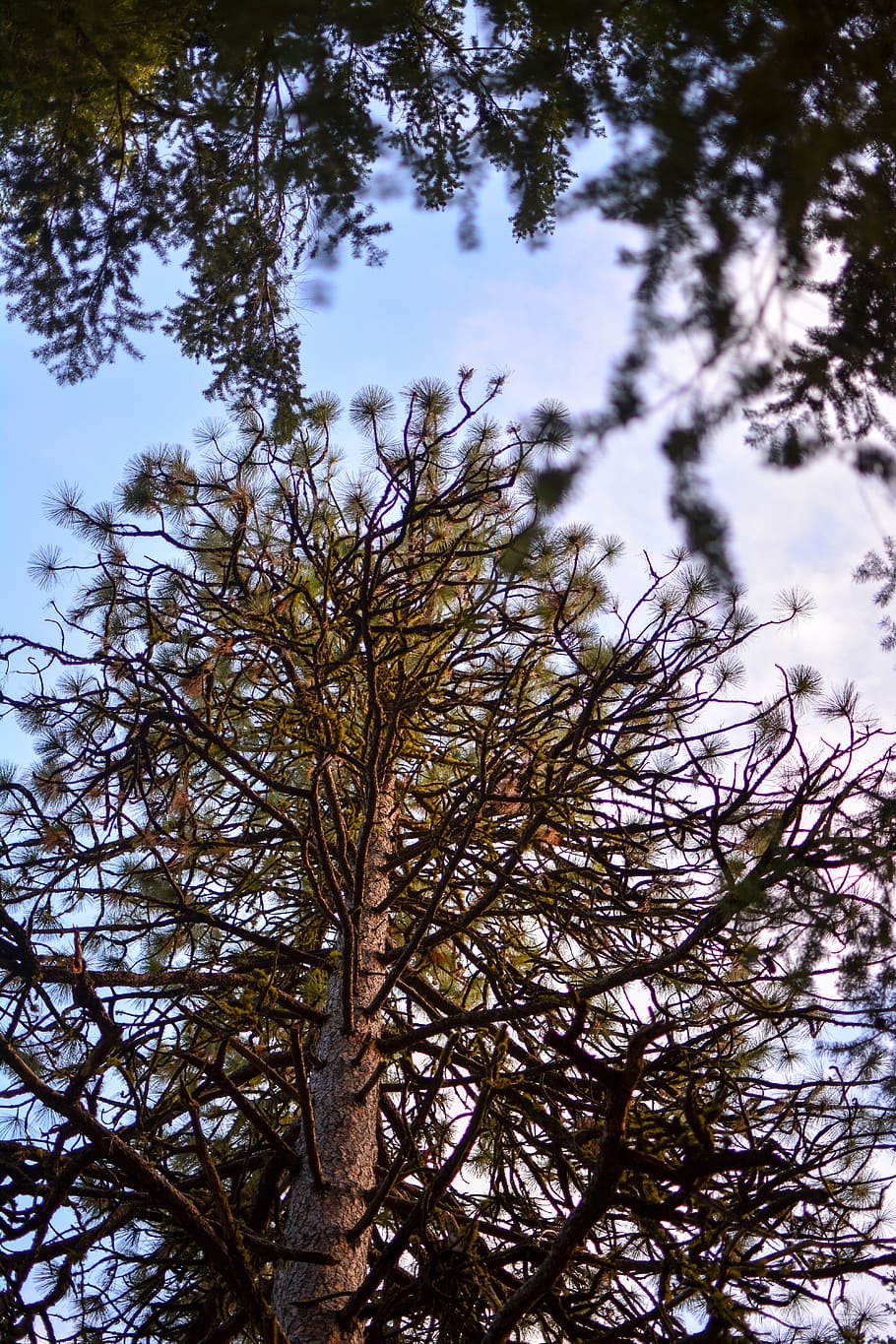 Tree, Nature, Forest, Plant, Green, Sky, pine, natural, branch HD wallpaper