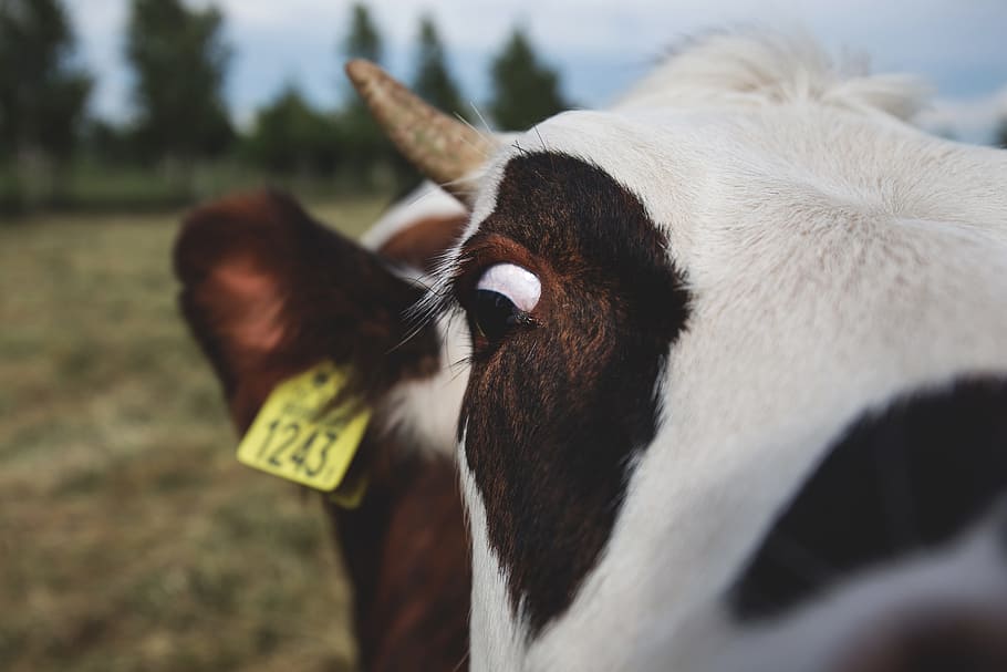 animals, breeding, brown, closeup, cow, eye, farm, field, grassland HD wallpaper