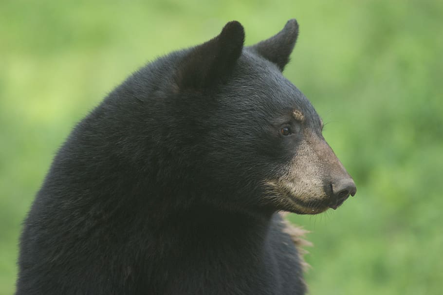 bear, black bear, animal, one animal, animal themes, mammal HD wallpaper