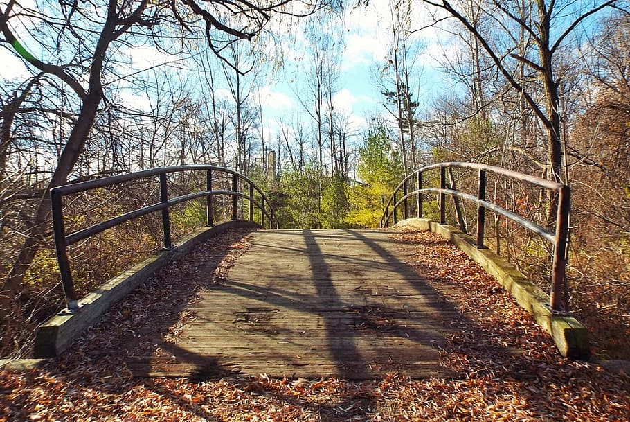 green leafed tree during daytime, footbridge, autumn, fall HD wallpaper