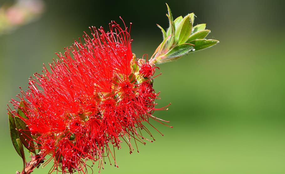 callistemon, brush, long, fluffy, flower, flowering plant, red HD wallpaper