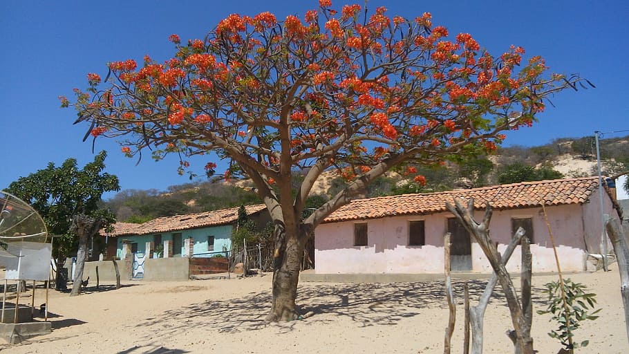 tree, flowers, nature, built structure, architecture, building exterior HD wallpaper