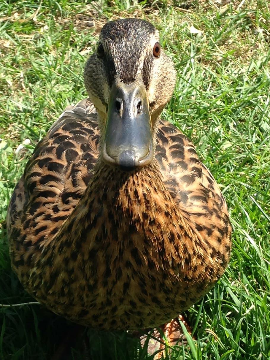 duck, quack, bird, nature, wildlife, animal, quacking, feather HD wallpaper