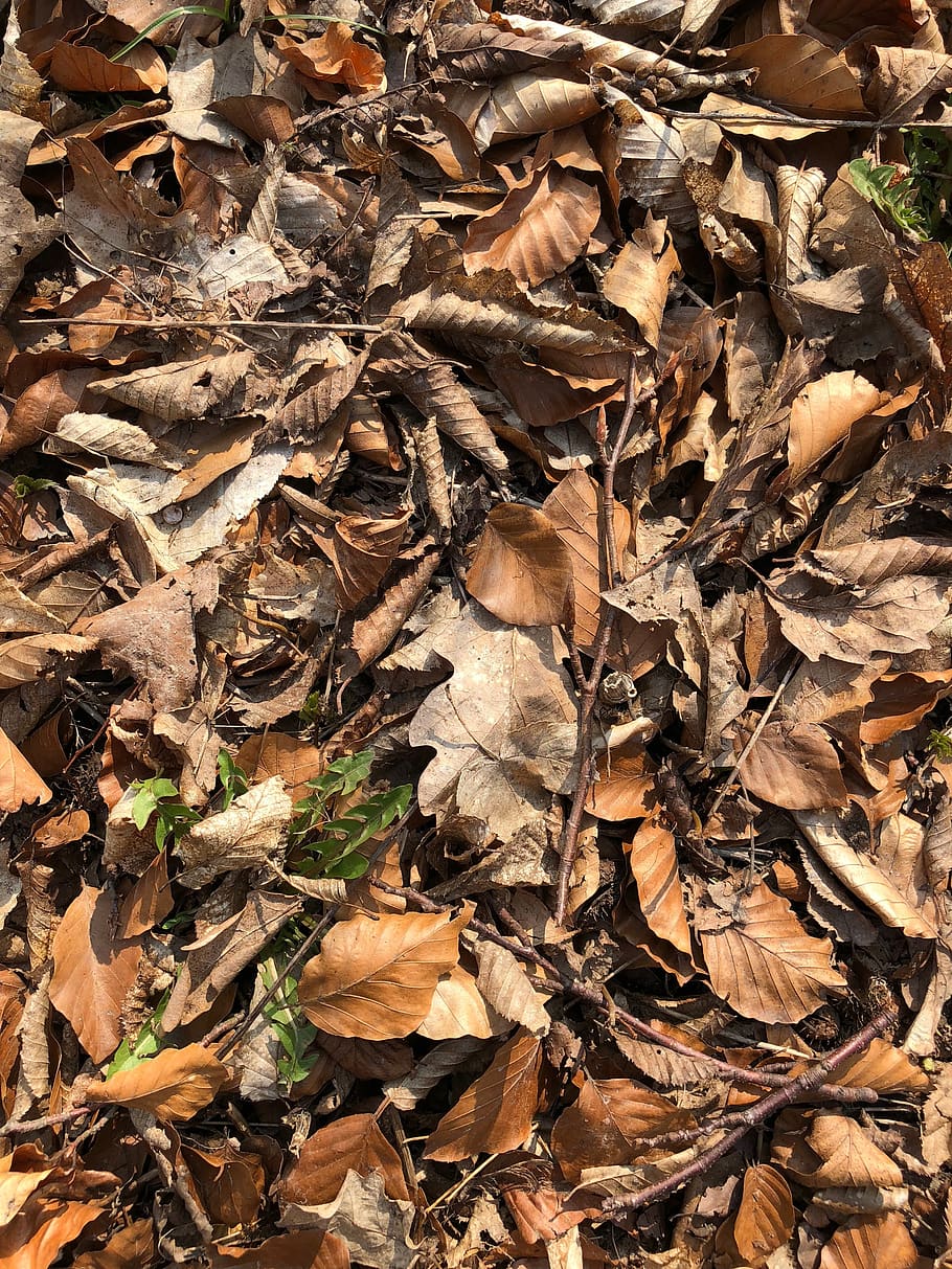 leaf, nature, dry, wood, fall, flora, outdoors, ground, compost, HD wallpaper