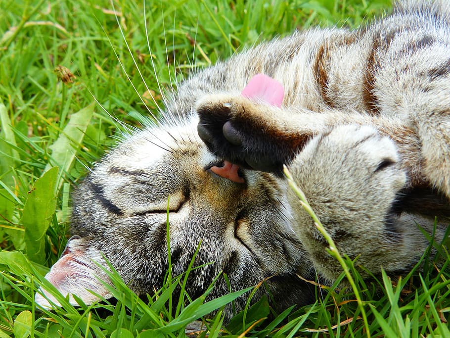 adult silver tabby cat grooming self, striped, mackerel, tiger HD wallpaper