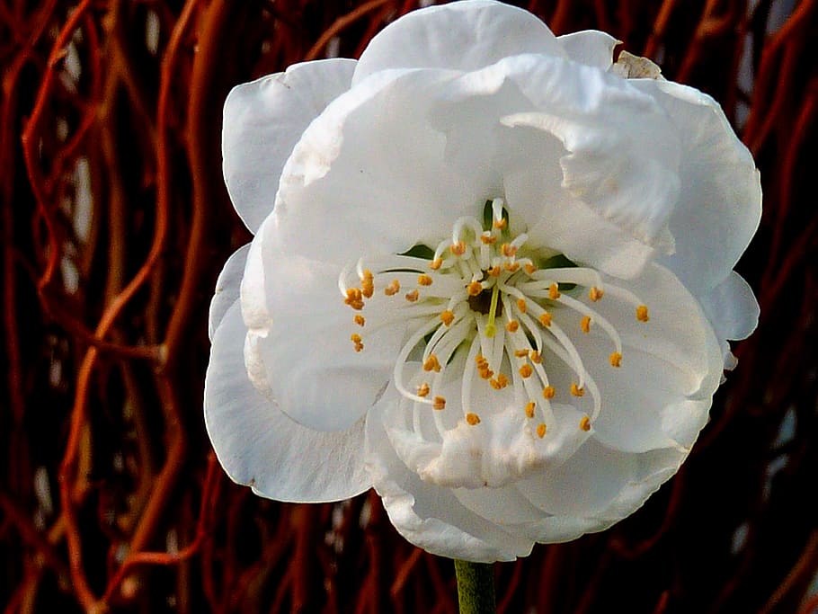 blossom, bloom, spring, garden, lenz, march, wet, nature, precipitate HD wallpaper