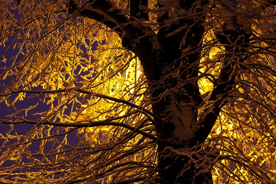 Branch, Branches, Cold, Dark, blue, frost, light, nature, night HD wallpaper