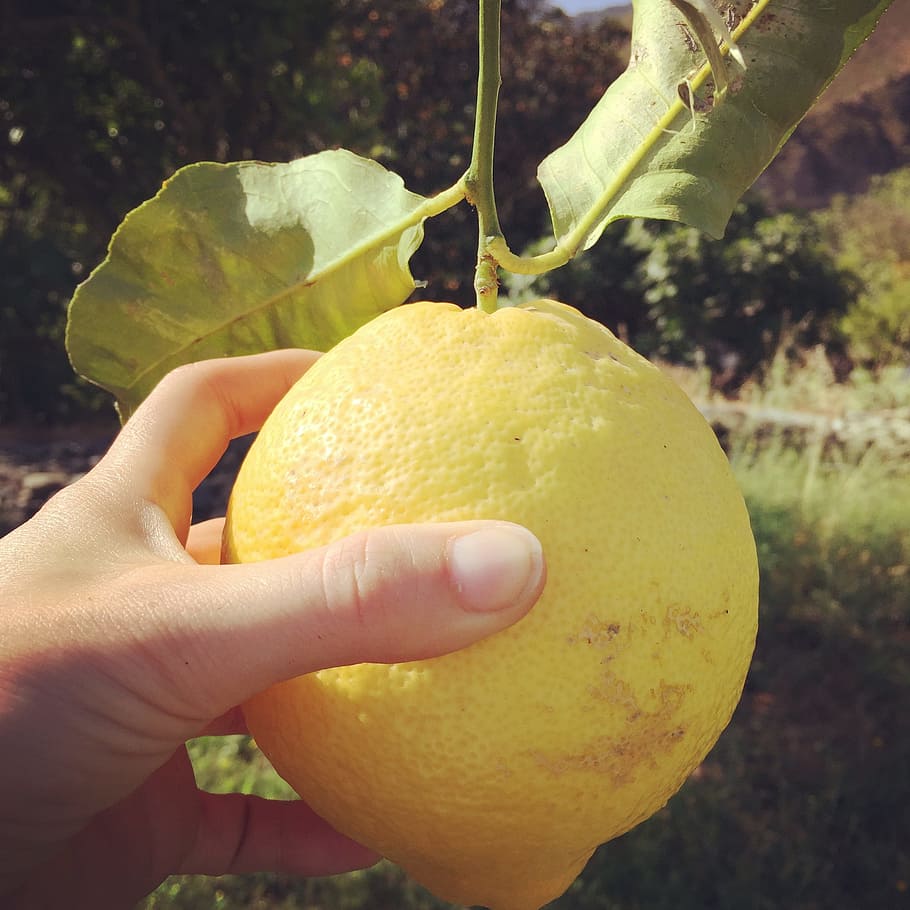 Lemon, Spain, Citrus, fruit, food, citrus Fruit, freshness HD wallpaper