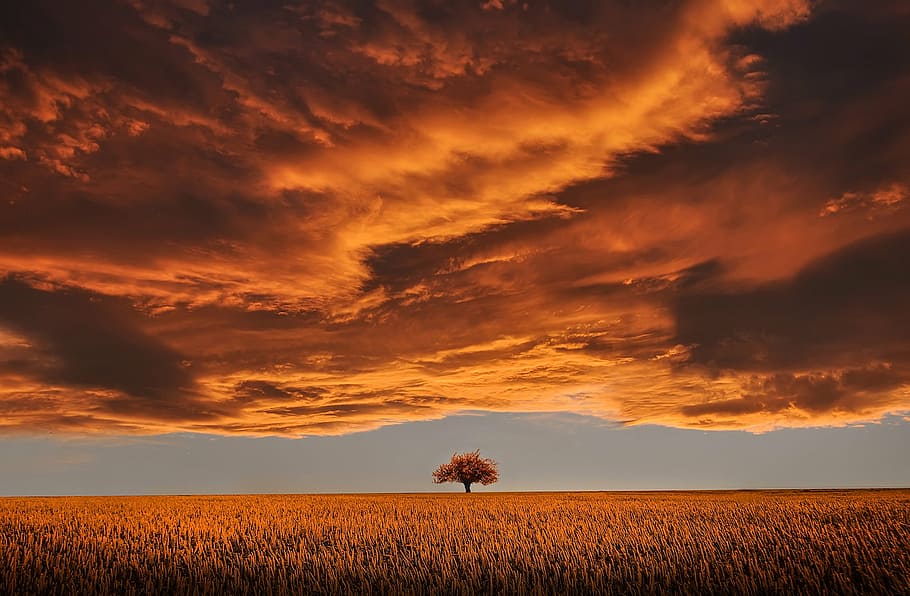 brown tree in the middle of the field during golden hour, amazing