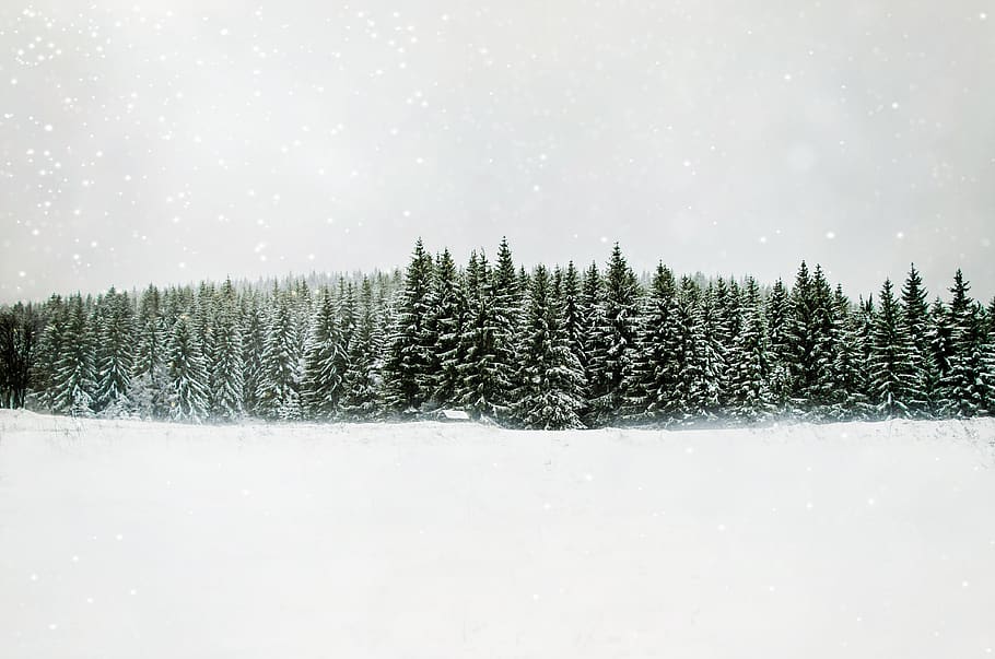 winter, forest, snow, nature, cold, trees, landscape, white HD wallpaper