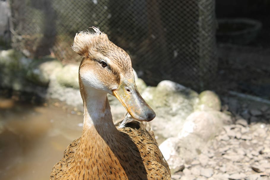 Animals, Nature, Duck, animal themes, one animal, animal wildlife HD wallpaper