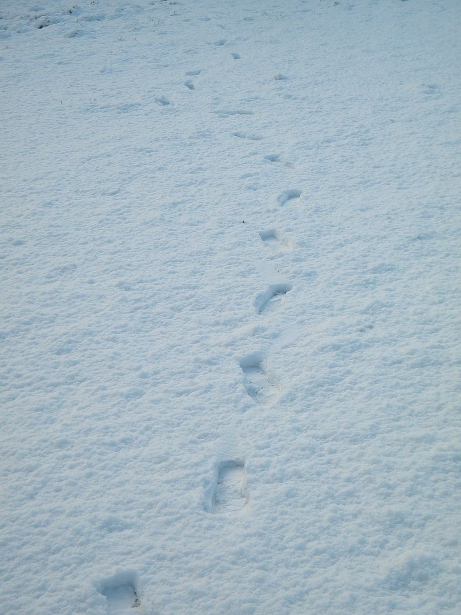 snow, footprints, path, white, cold, peace, nevada, nature HD wallpaper
