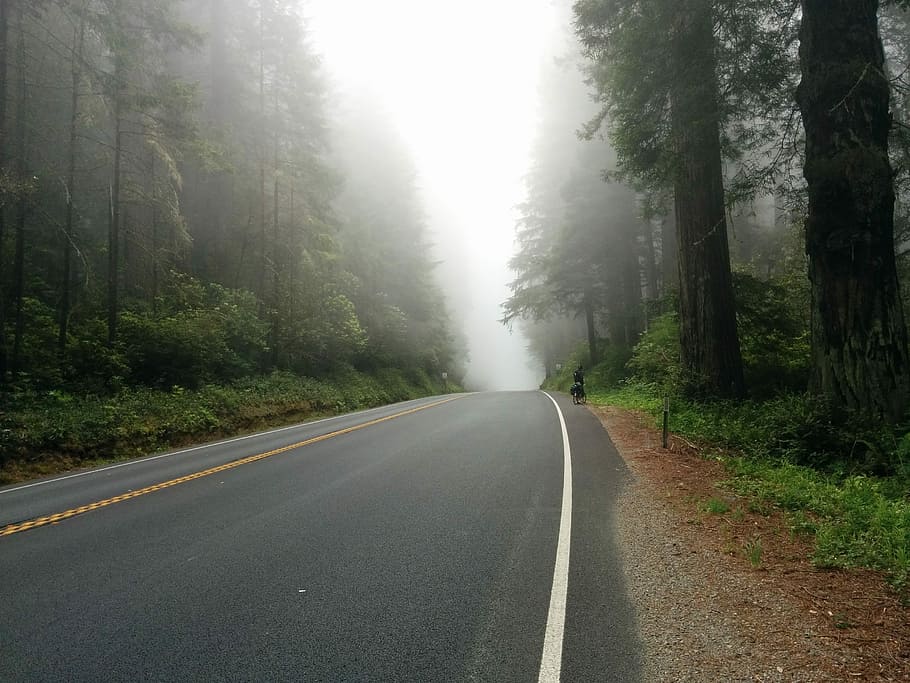 foggy road near forest, black road surrounded with trees, route