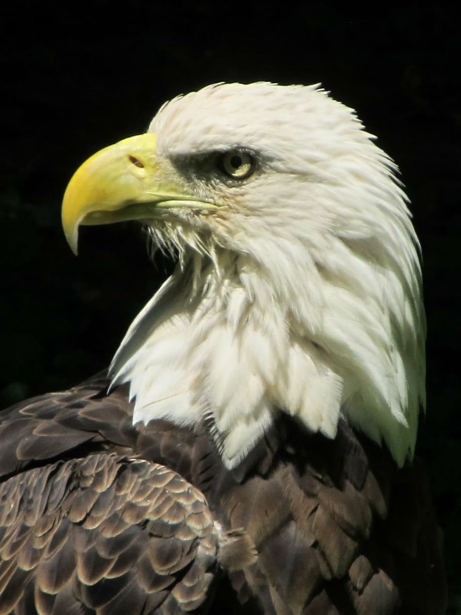 eagle under sunny sky, bald eagle, close up, bird, wildlife HD wallpaper