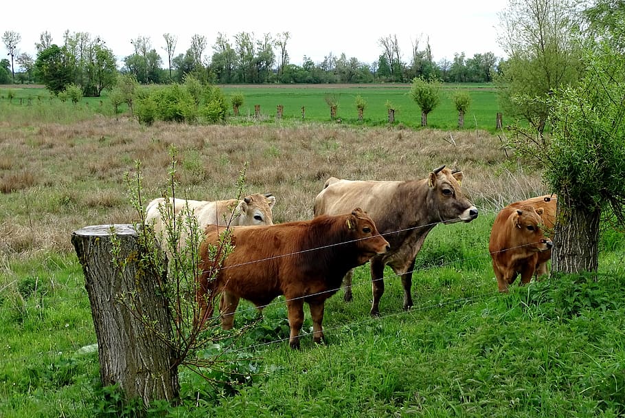 Cattle, Cow, Herd, Grazing, Cows, cow herd, grass, field, animal themes HD wallpaper