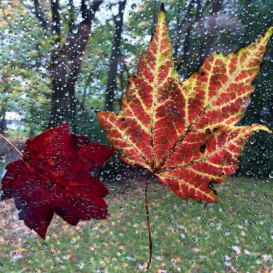 fall, autumn, leaves, leaf, nature, color, plant, red, plant part HD wallpaper