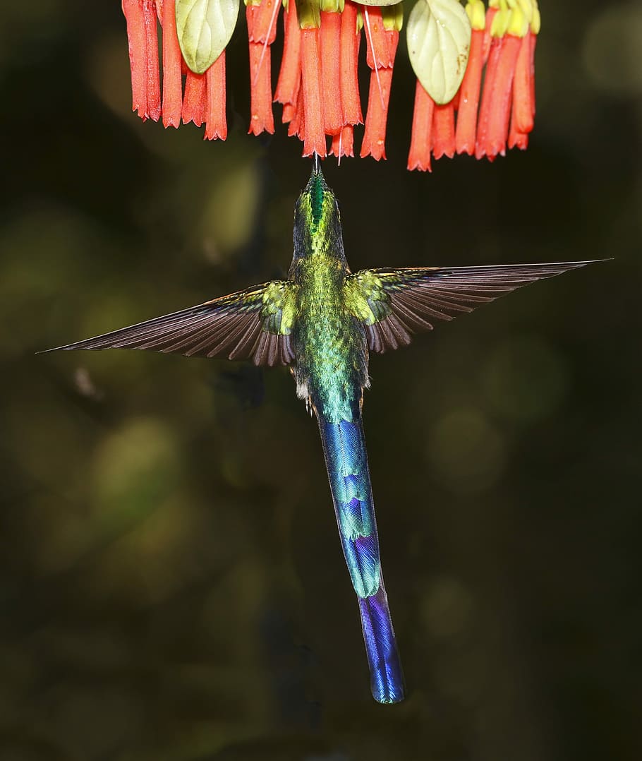 blue and green bird, shallow focus photography of blue and green hummingbird flying near red flowers HD wallpaper