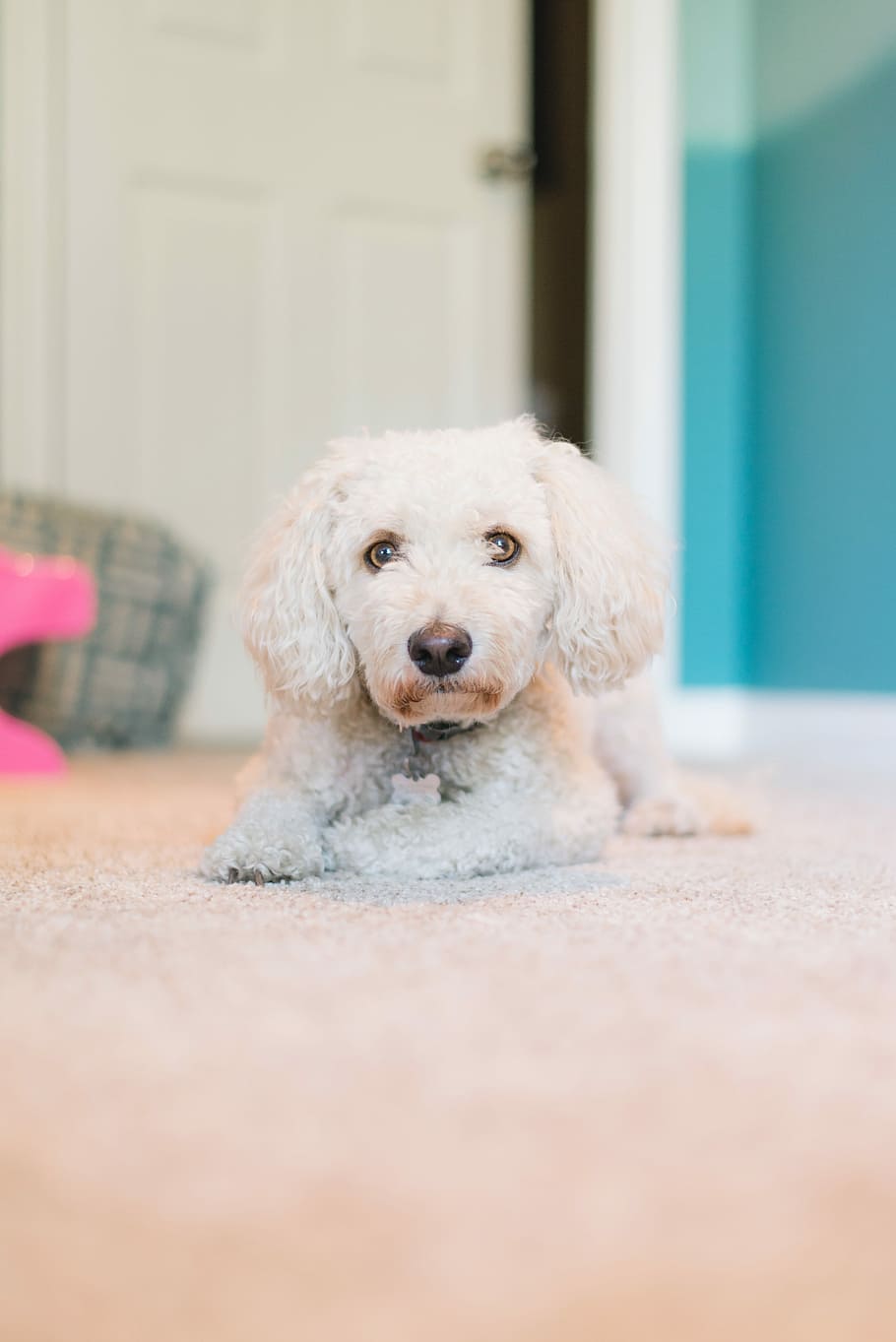 adult white toy poodle laying down on carpet, white toy poodle puppy lying on floor