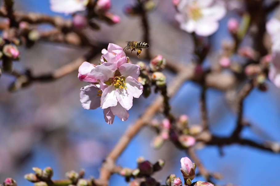 flower, bee, natural, outdoor, spring, cherry blossom, plant HD wallpaper