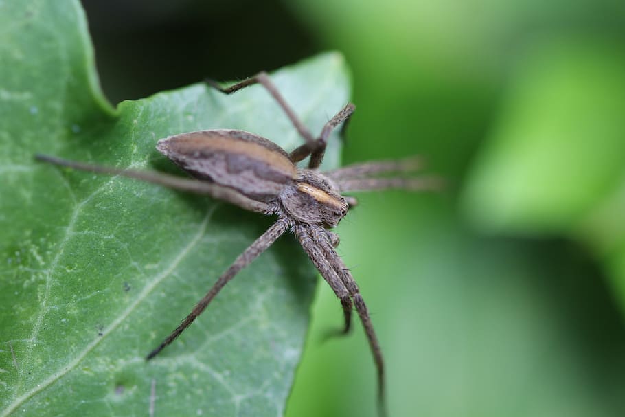 spider, insect, food, fly, nature, legs, jumping spider, animal HD wallpaper