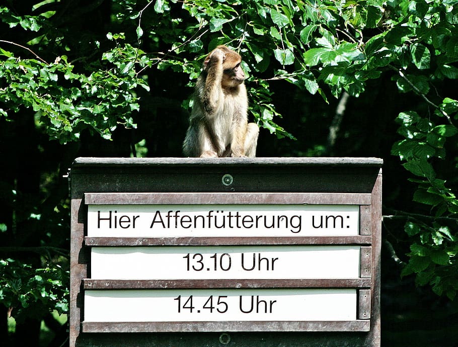 monkey, feed the monkeys, shield, monkeys enclosure, time management HD wallpaper