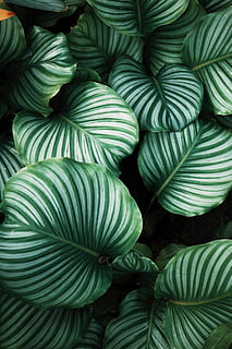 green and white leafed plants, green leafed plant, botany, flora HD wallpaper