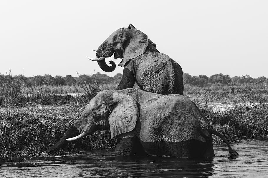 grayscale photo of two elephants on body of water, grayscale photo of two elephant in body of water, HD wallpaper