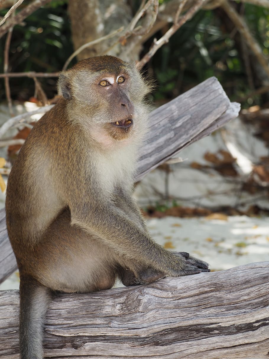 monkey, animal, thailand, animal wildlife, animals in the wild HD wallpaper