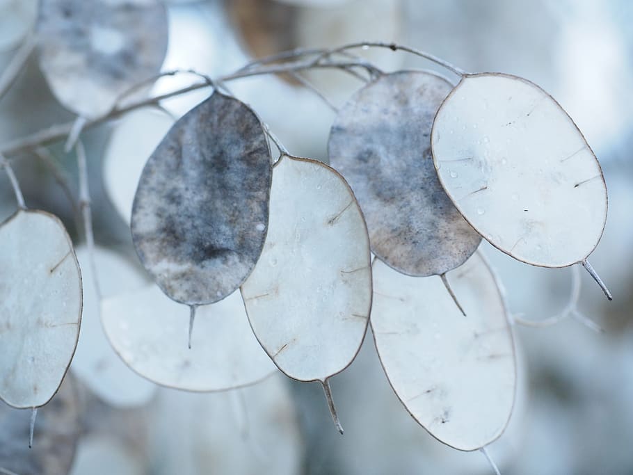 macro lens photography of white and gray leaves, silver leaf