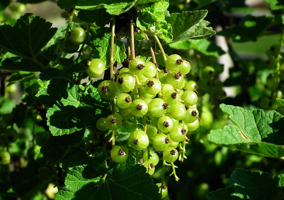 currant, maturing, bush, fruit, spring, garden, growth, plant HD wallpaper